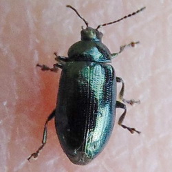 Phratora vulgatissima Phratora vulgatissima